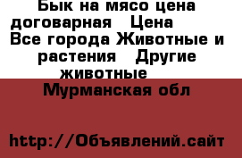 Бык на мясо цена договарная › Цена ­ 300 - Все города Животные и растения » Другие животные   . Мурманская обл.